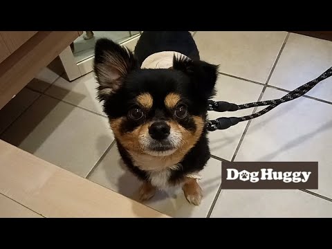 チワワです2点☆彡 チワワの侘助ちゃん【DogHuggy お預かり動画‎´•ﻌ•`🐾】 - YouTube