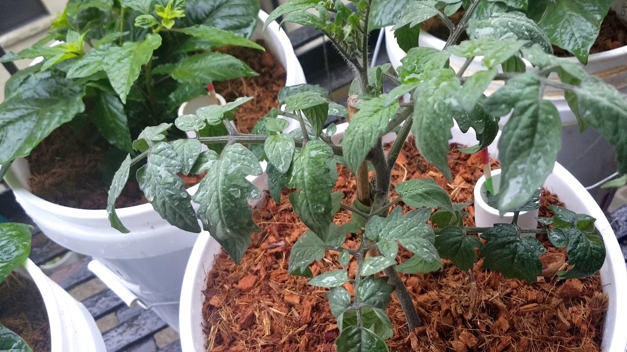 GroBucket Peppers and Tomato