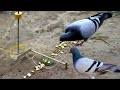 Easy Bird Trap Technology Make from Water Bottle | Spin Bottle Trap That work 100%