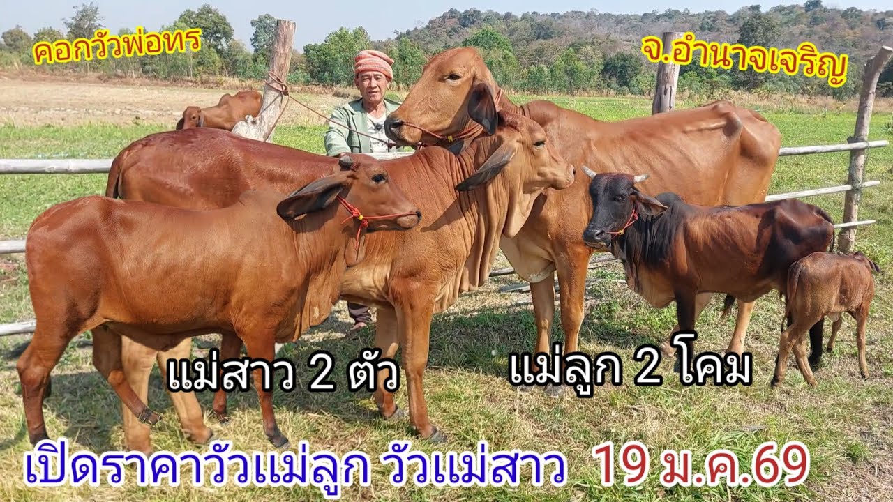 เปิดราคาวัวเเม่สาว วัวเเม่ลูก (19ม.ค.69)พ่อทร บ.ทวีผล อ.ปทุมราชวงศา จ.อำนาจเจริญ