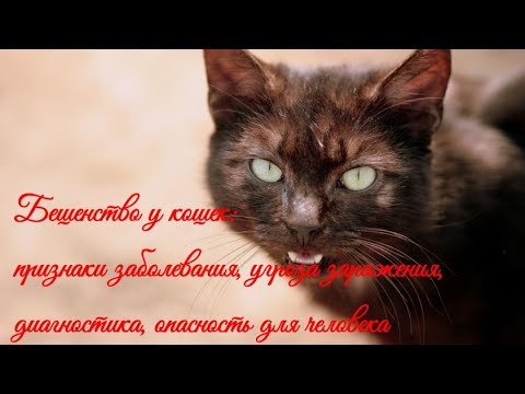 Бешенство у кошек: признаки заболевания  Rabies in cats: signs of the disease