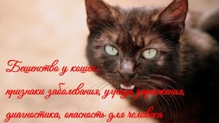 Бешенство у кошек: признаки заболевания Rabies in cats: signs of the disease