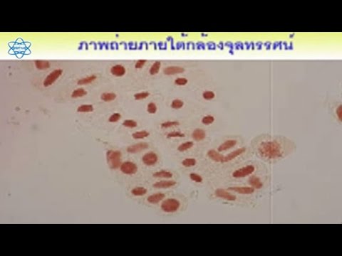 กิจกรรมที่ 3.4 การแบ่งเซลล์แบบไมโอซิสของเซลล์พืช วิทยาศาสตร์ ม.4-6 (ชีวะ)