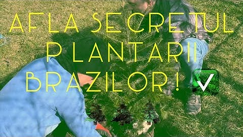 Cum se plantează bradul | Secrete de la producatori