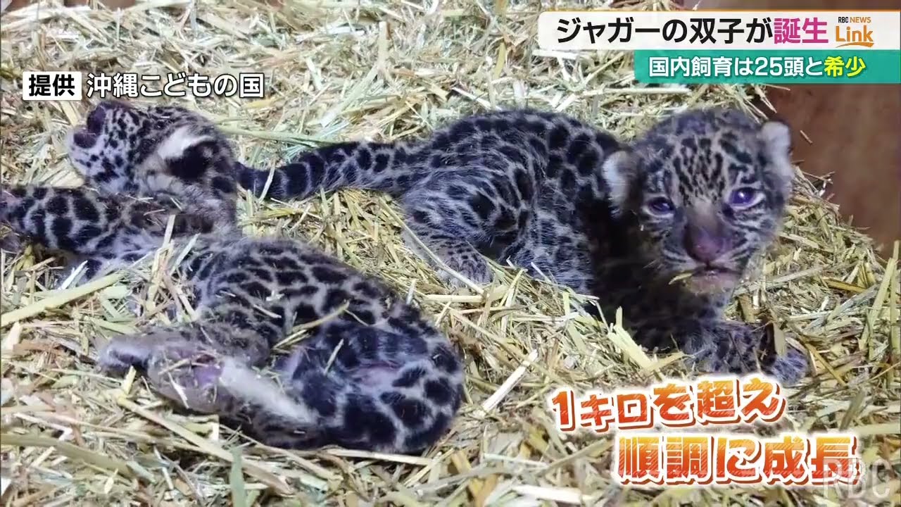 こどもの国 ジャガーの双子の赤ちゃん誕生 - YouTube