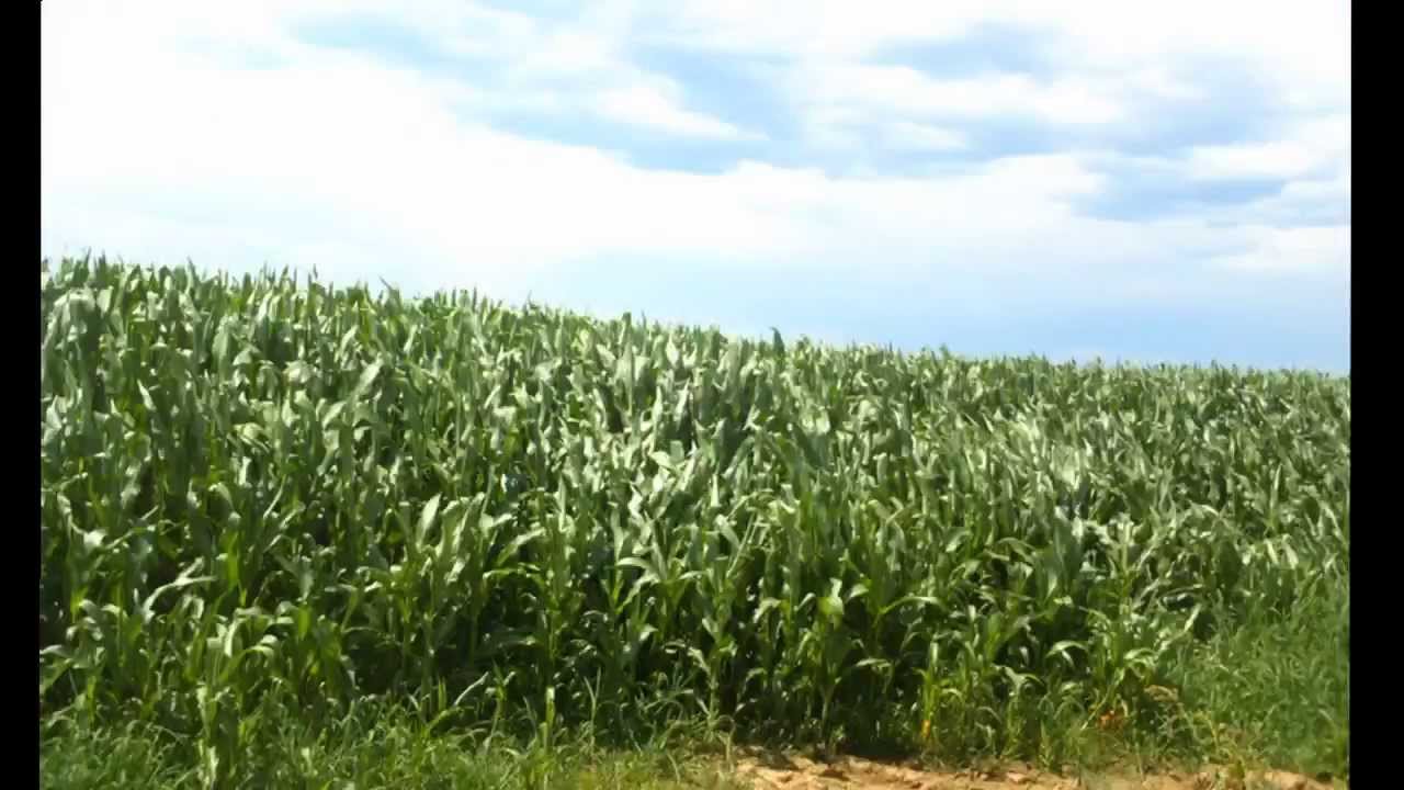 Corn Growing Time Lapse YouTube