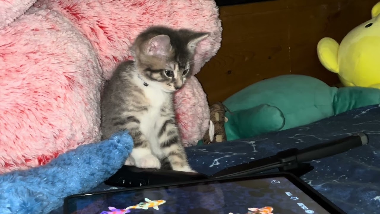 Kitten plays Fishy game