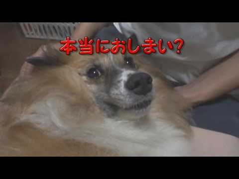 わんこの歯磨き