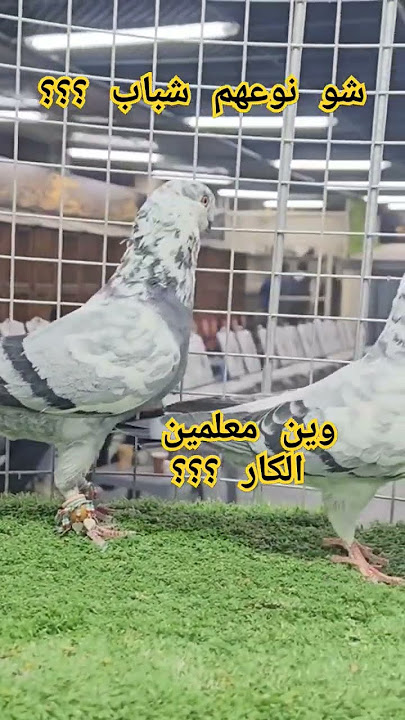 #music #song #rap #love #newsong #اكسبلور #المر #طيور #الرقيه #دويتو