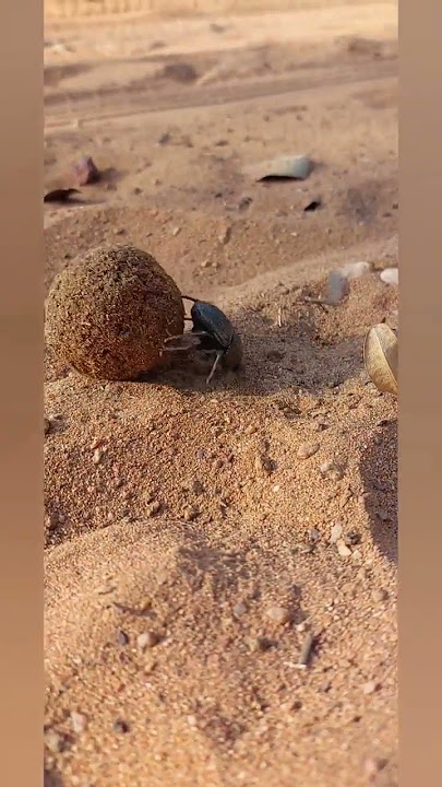 African dung beetle seen on safari. #africa #southafrica #mzansi #dungbeetle #video #funnyvideo #cso