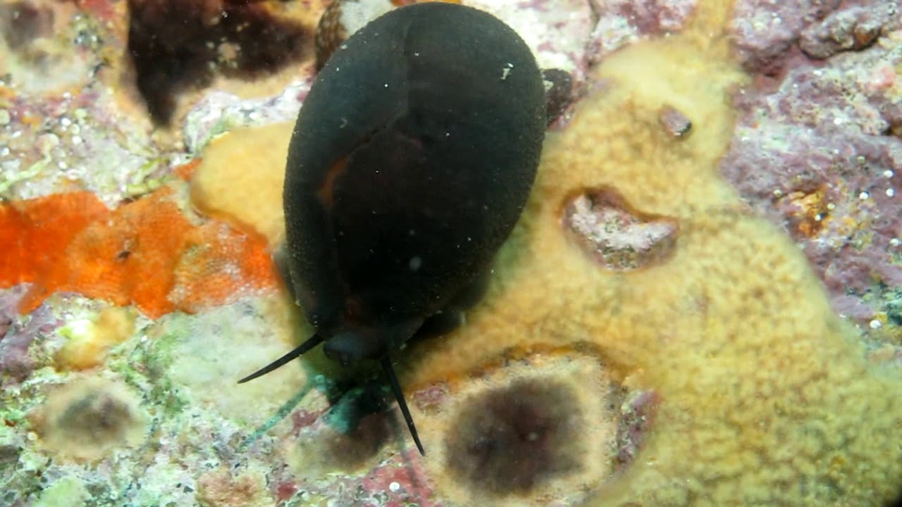 ciprea in fuga moderata