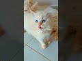 صباح الخير طاطاوات صباح الخير خالو هااا ثليجة عزيز عليه وخا تيكرمو مرة مرة فلام