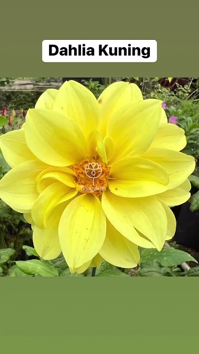 BUNGA DAHLIA KUNING