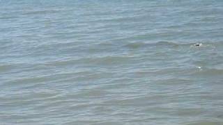 Dolphin 1.AVI