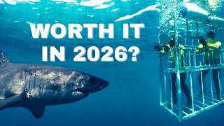 Should you cage dive with sharks? Gansbaai, South Africa