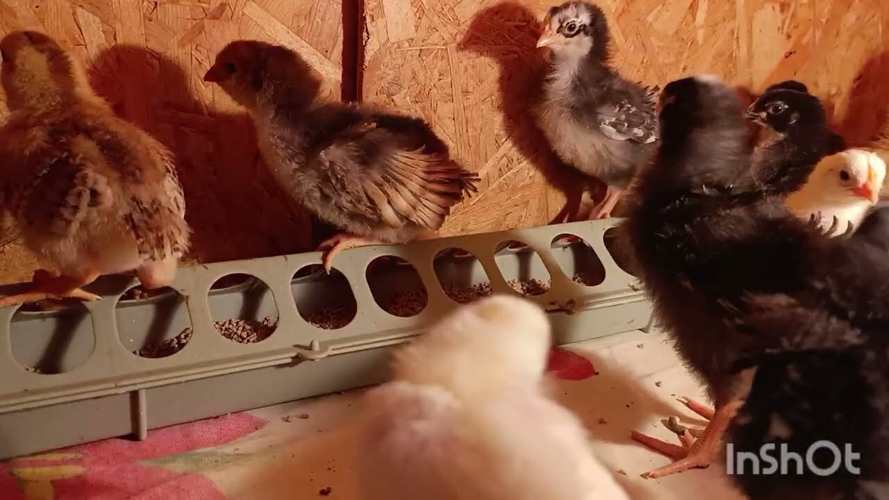 Цыплятам 10 дней.🐥 Вертолётов НЕТ.