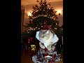 I am your New Year's gift #cat #animals