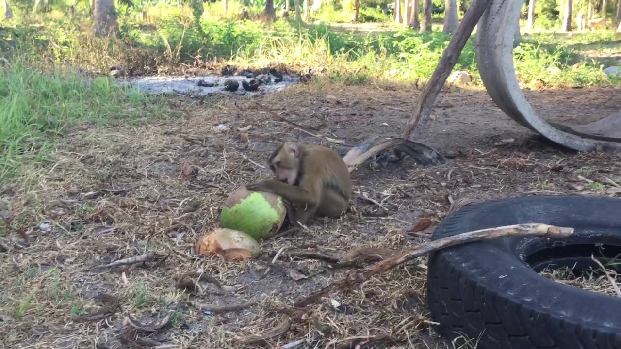 Monkey show Samui island - YouTube