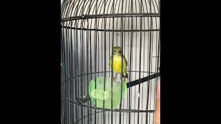 Download Lagu burung SOGON poloss paling istimewa 😎#pikat #pikatburung #pikatsogon MP3