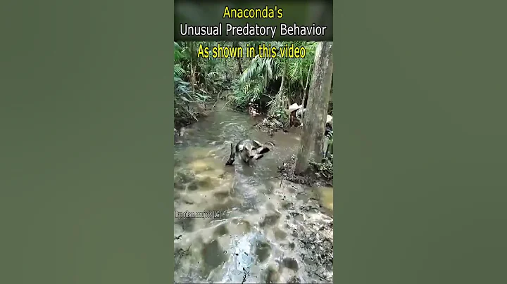 Anaconda's Unusual Predatory Behavior