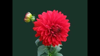 Earn unlimited E Coin By Signup helping for Covid1-9 victim .