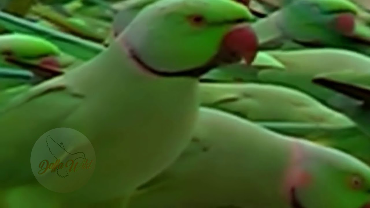 MEMBERI PAKANRIBUAN BURUNG PARUH BENGKOK LIAR | FEEDING THOUSANDS OF