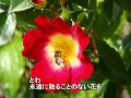 花(HANAはな)谷村新司 (Shinji Tanimura)  (カラオケ)