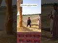 حصاد القمح في دير الزور