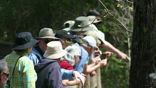 Leopold's Preserve: Beaver Bridge