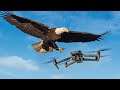 Орел атаковал мой дрон за $5000 – Mavic 3 Cine