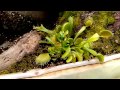 Cultivo de plantas carnívoras en el Instituto de Ecología A.C. INECOL