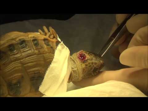 Видео: Инфекции ушей у черепах - Инфекция уха у черепахи - Абсцессы слуха у рептилий