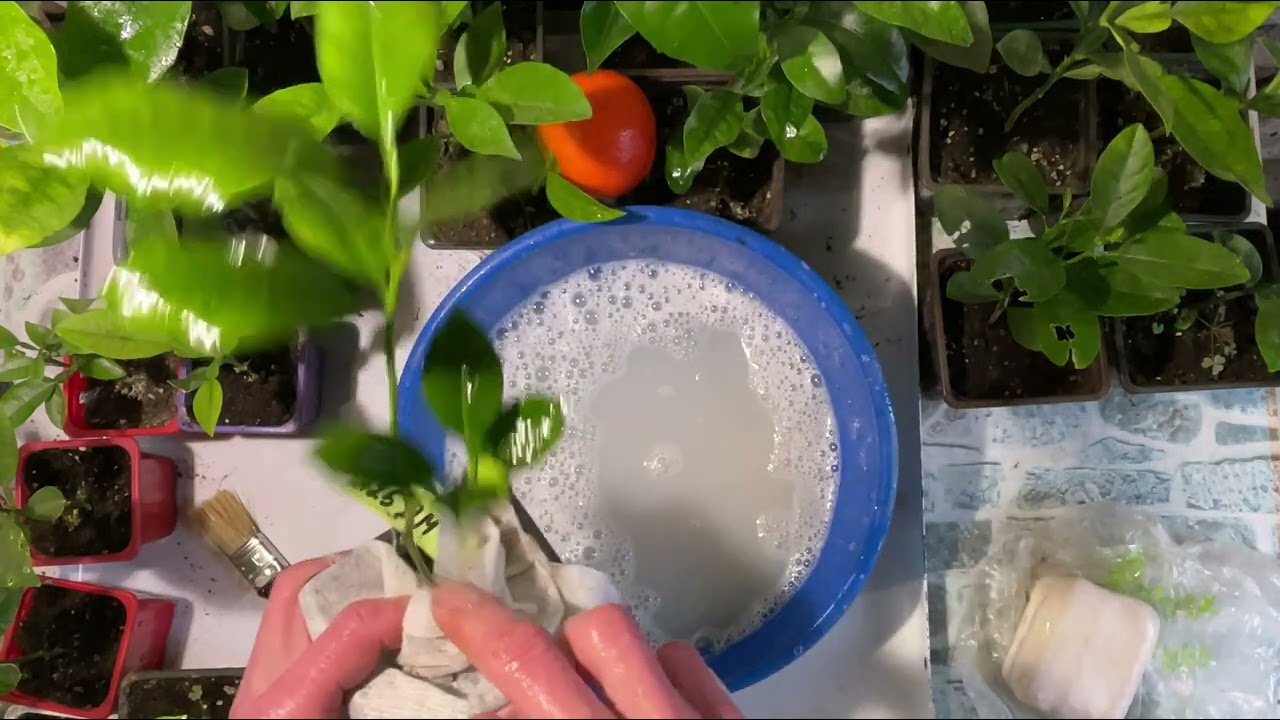 Моя борьба с паутинными клещами и другими вредителями .