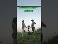 Стройка это…🥲Мотобур PARTNER FOR GARDEN EDG 520 на вб #WW380925
