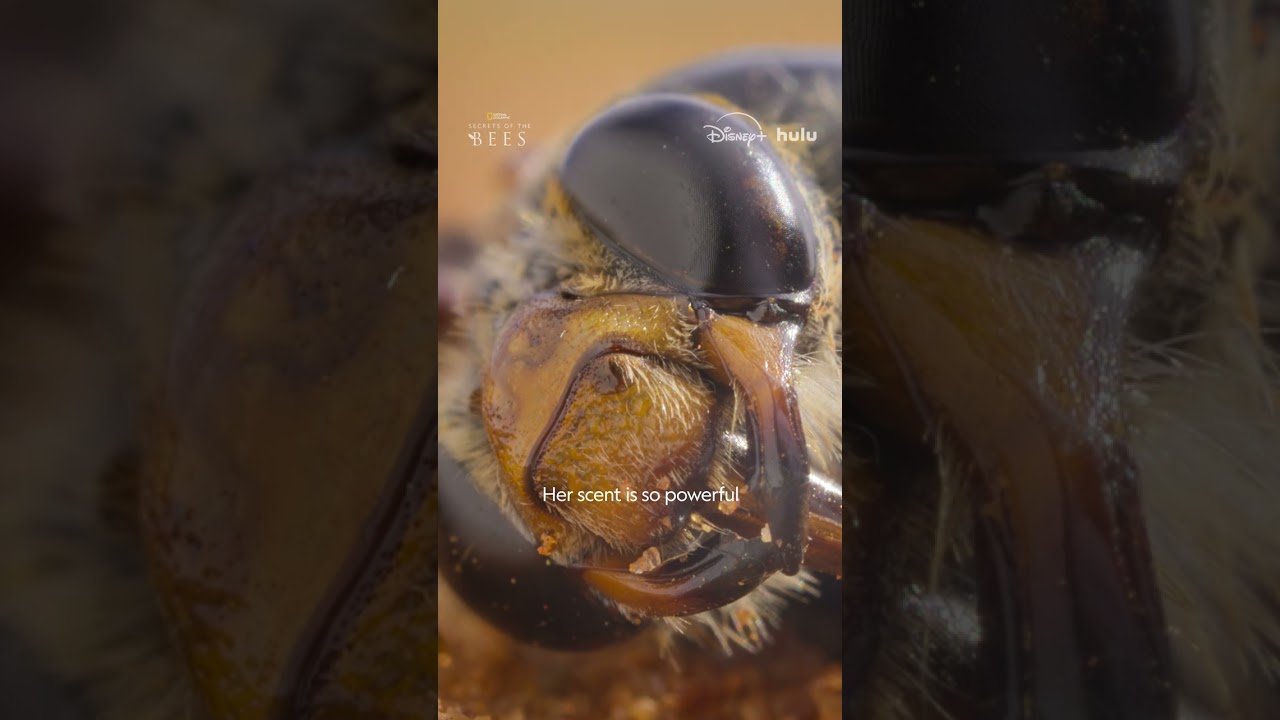 Découvrez la version des abeilles de Dawson sur « l'éducation sexuelle » dans *Secrets of the Bees*, actuellement disponible en streaming sur Disney+ et Hulu. Explorez le monde grâce aux abonnements National Geographic : https://natgeo.com/ytngmagazine➡ S'abonner : https://on.natgeo.com/4p5A0D6➡ Découvrez d'autres épisodes complets de Nat Geo : https://on.natgeo.com/3V5ZfHI➡ Plongez dans la nature avec les épisodes complets de Nat Geo Animals : https://on.natgeo.com/3V2EOLOAnd Découvrez d'autres séries et émissions spéciales de National Geographic ici :➡ Disney Plus : https://on.natgeo.com/3q6on5p➡ Hulu : https://on.natgeo.com/3Qor0Ko➡ NGTV : https://natgeo.com/tv➡ ABC : https://abc.com#NationalGeographic #SecretsOfTheBees #BeesAbout National Geographic : National Geographic est la référence mondiale en matière de récits acclamés par la critique sur la science et l'exploration. Découvrez une faune extraordinaire, des civilisations anciennes, des mondes cachés et les incroyables merveilles de notre Terre. Grâce à des scientifiques, photographes, journalistes et cinéastes de renommée mondiale, Nat Geo inspire les fans de tous âges à se connecter au monde, à l'explorer et à s'en soucier. En savoir plus sur National Geographic : Site officiel : https://nationalgeographic.comInstagram : https://instagram.com/natgeo Facebook : https://facebook.com/natgeoThreads : https://threads.com/@natgeoX : https://x.com/NatGeoLinkedIn : https://linkedin.com/company/national-geographicTikTok : https://tiktok.com/@natgeoReddit : https://reddit.com/user/nationalgeographicPinterest : https://pinterest.com/natgeoWhen le désert s'épanouit, cette abeille émerge dans une frénésie d'accouplement chaotique #SecretsOfTheBees https://youtube.com/shorts/OYO4FKMwI5QNational Geographicyoutube.com/natgeo
