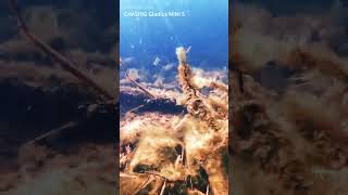 Healing underwater scenes in wetlands
