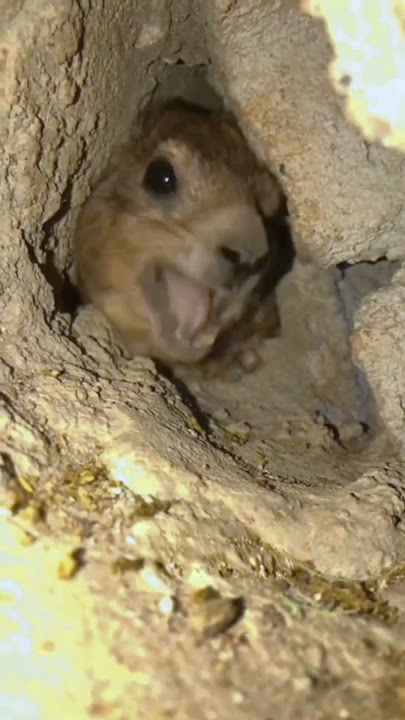 awawa animal