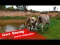 To Meeting RuralPower Cows | My Village Cows Gaily | The smart team Making summer On The Fields