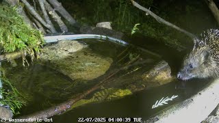 Igel trinkt an der Wasserstelle (22.07.2025)