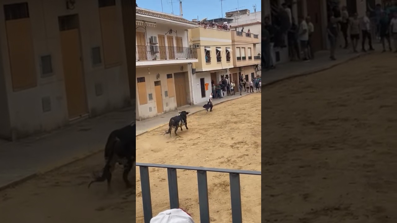 😱SE TROPIEZA FRENTE A UN TORO BRAVO DE TORRESTRELLA‼️⚠️QUE SUSTO⚠️ El Puig (valencia)