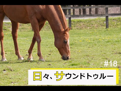 優駿フォトコレクション サウンドトゥルー 優駿フォトコレクション サウンドトゥルー