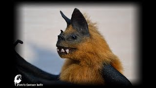 Vampire Bats (mix) Soft Sculpture by Zlata's fantasy dolls. screenshot 4