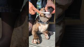 Brushing teeth is not his favorite procedure 😁 #pets #dog #cute #bullterrier