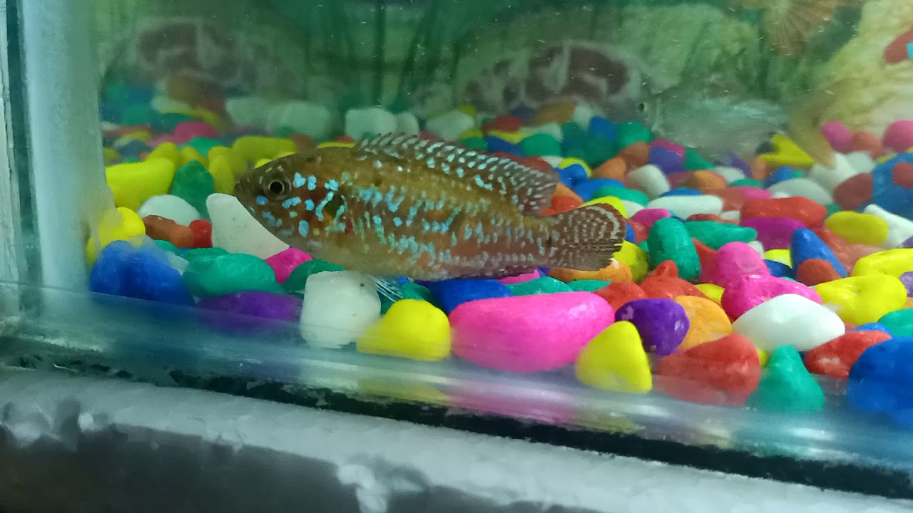 Oscar fish eat shark - YouTube