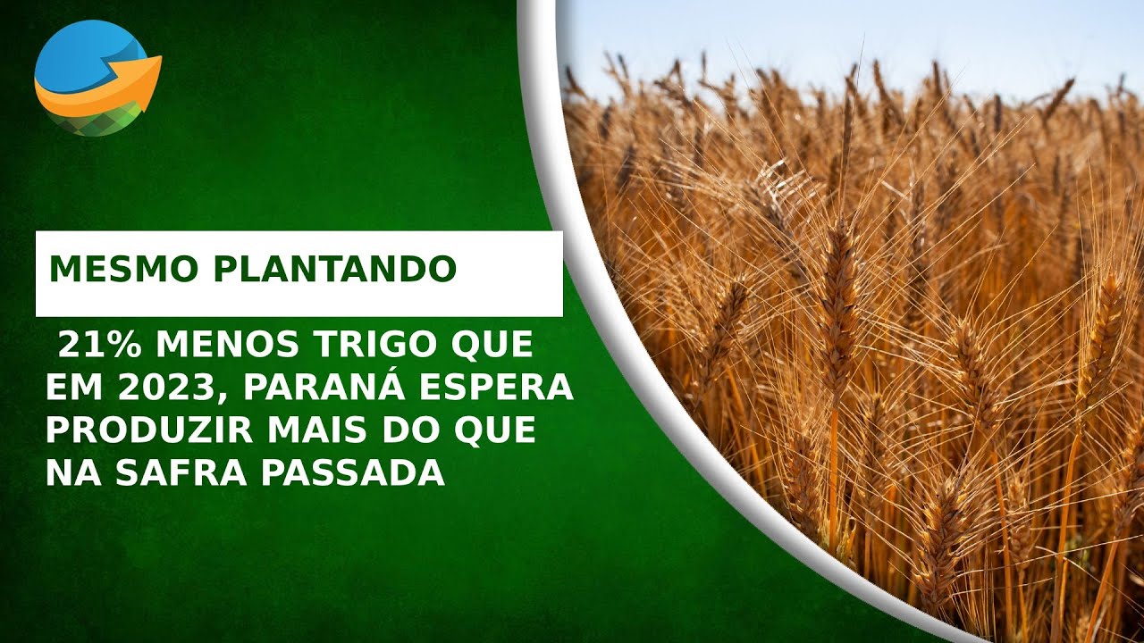 Mesmo plantando 21% menos trigo do que em 2023, Paraná espera produzir mais do que na safra passada