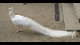 White Peacock Annoyed By Pigeons. Walks Out and Shows His Beauty.