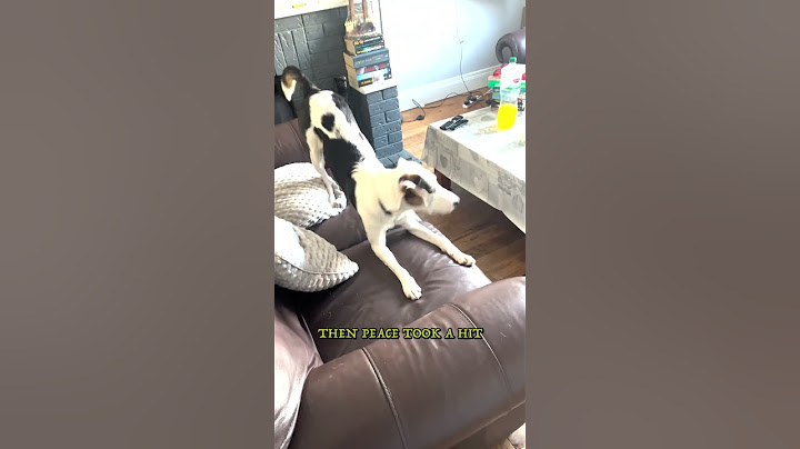 He Came for Peace, Stayed for Mayhem! #funny #pets #shorts