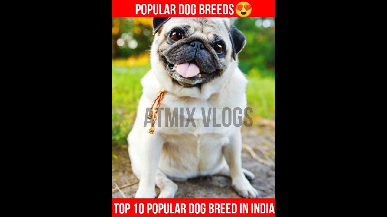 Top 10 Popular dog in india ????/ popular dogs 2022 #dogs - YouTube