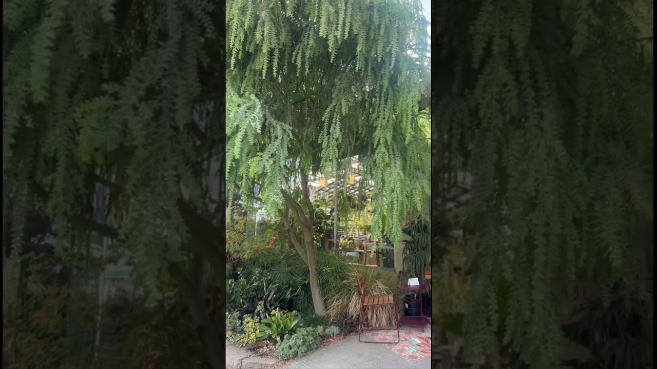 Flowerland Plant Nursery + Highwire Coffee Roasters - Albany, California -  YouTube