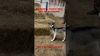 Rat Hunting: “Alaskan Klee Kai’s 1st few Lessons” #packorats